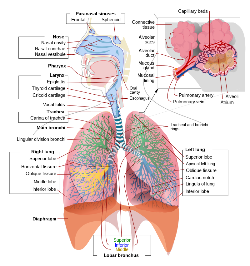 Pulmonology Respiratory Medicine